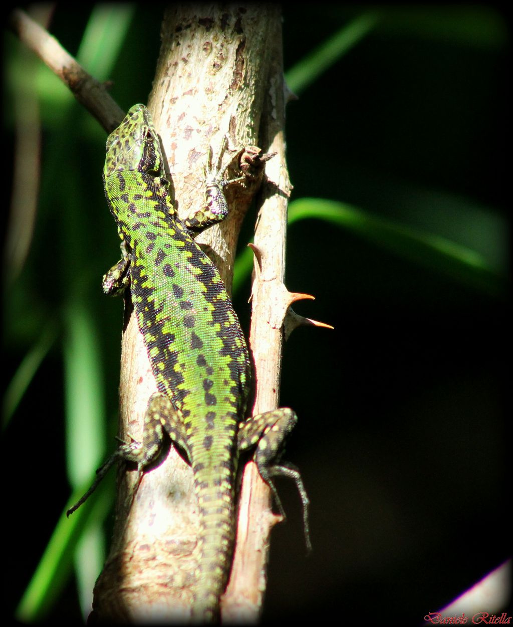 Podarcis muralis???